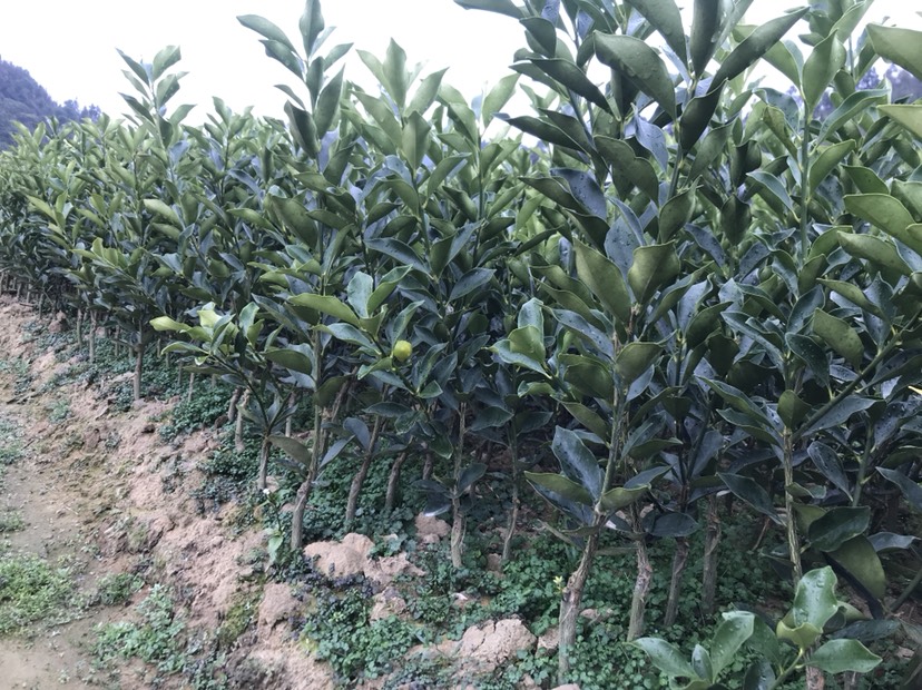 脆蜜金桔 脆蜜金柑 金桔苗产地供应 皮脆肉嫩无酸味汁水多