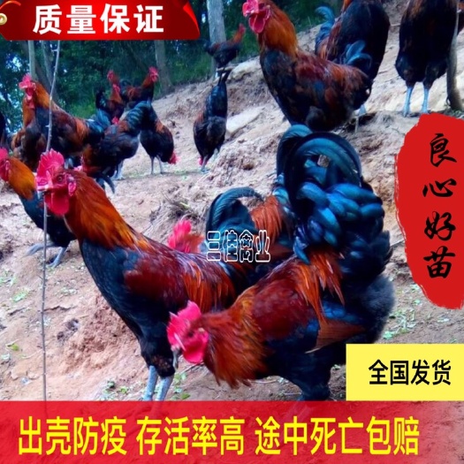 南宁 优质血毛土鸡苗  冠大毛红 品质保证