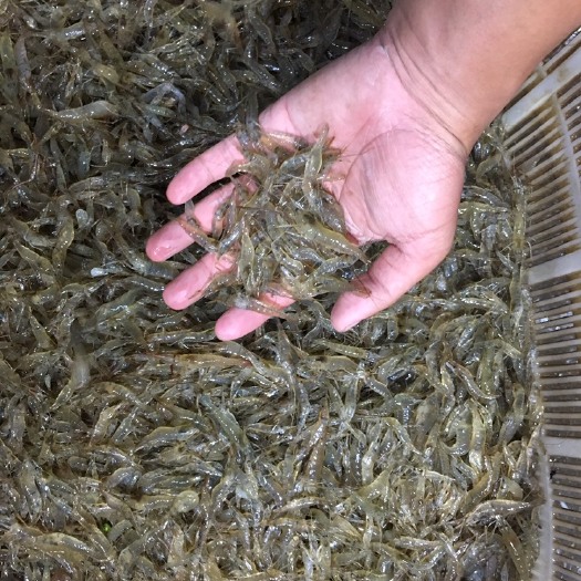 阳江青虾 河虾、对虾