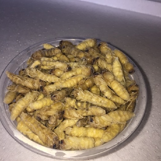 兴义市马蜂蛹  速冻蜂蛹二级批发