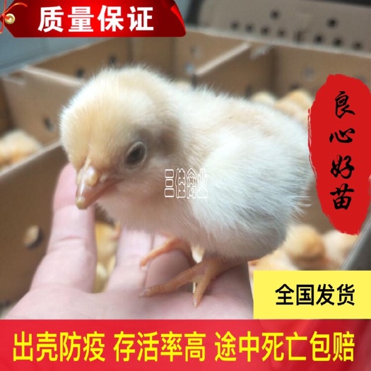 南宁 快大黄鸡苗 快大型肉鸡苗 成年公鸡可长9-11斤