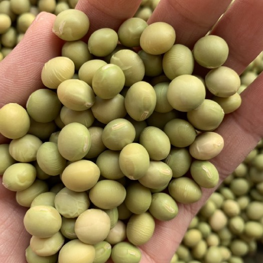 绿宝石毛豆种子  翠绿宝毛豆种子 早熟毛豆 高产毛豆种子