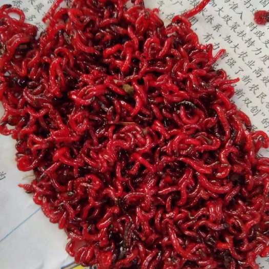颍上县 自家养殖红虫，大量销售