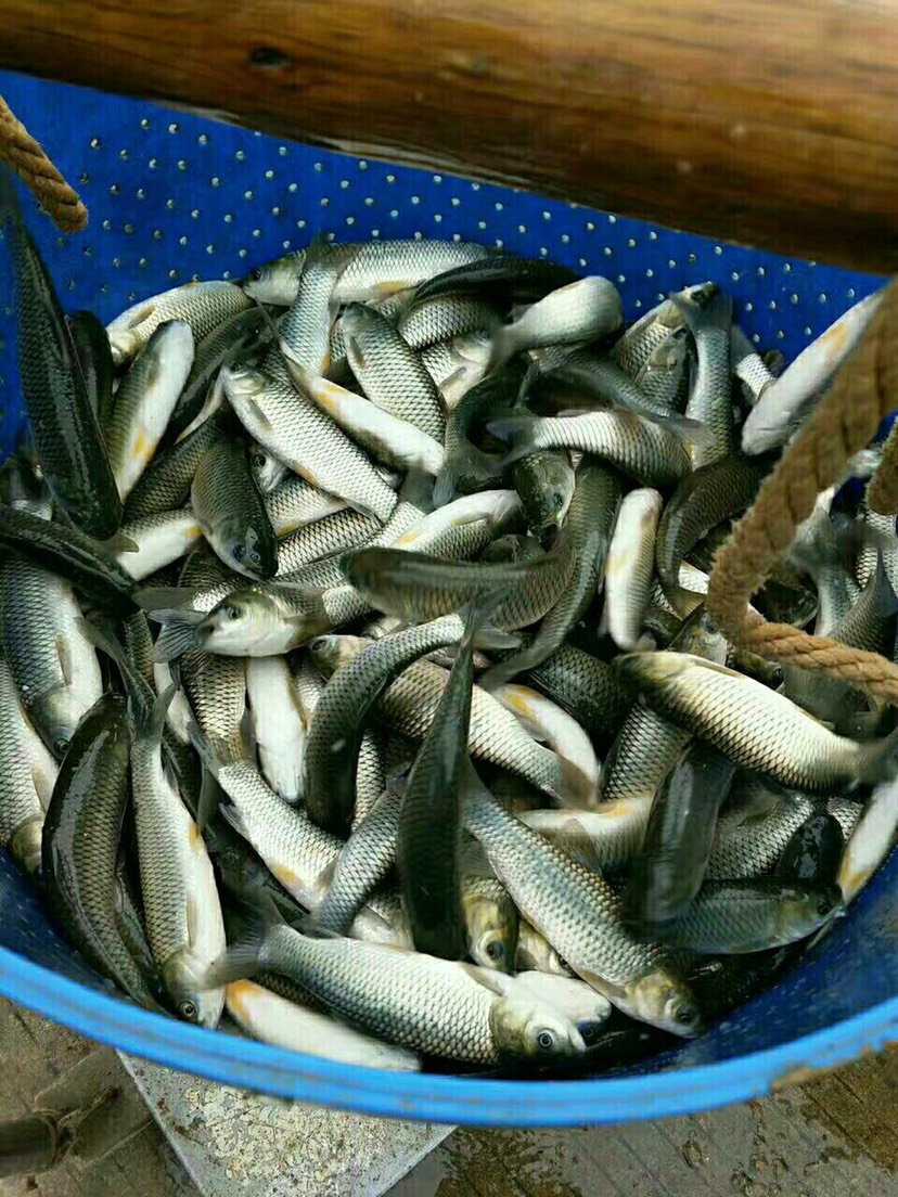 草鱼苗，皖鱼