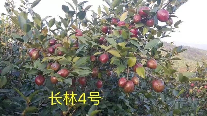 丰城市油茶树苗  【基地直发】【价格优惠】江西省油茶苗两年年裸根