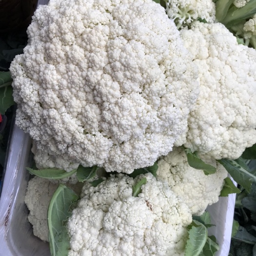荣县白花菜花 优质白花 菜花，品相好，乳白色