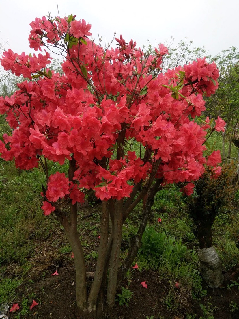  杜鹃小盆景桩苗熟桩高山杜鹃