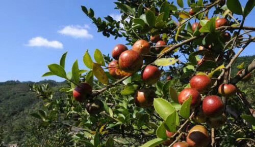 桂林压榨山茶油 天然压榨茶籽油