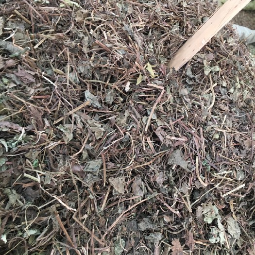 玉林透骨消药材批发
