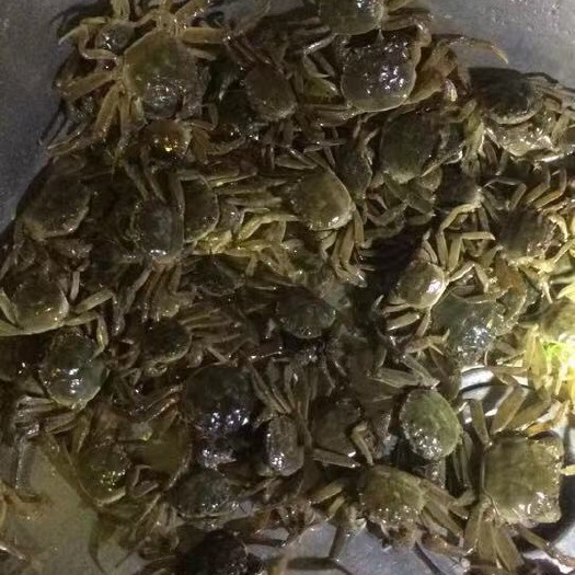 如东县大闸蟹苗 统货 60%以上