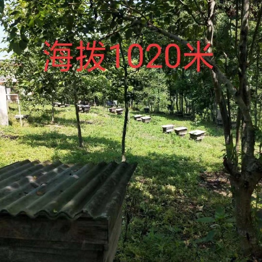 岚皋县 自家产土蜂蜜，品质保证。