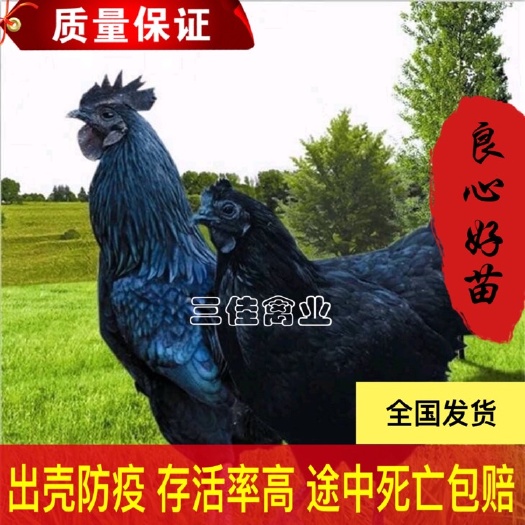 南宁 绿壳蛋鸡苗 五黑鸡蛋鸡苗年产蛋220-240枚公鸡5-6斤