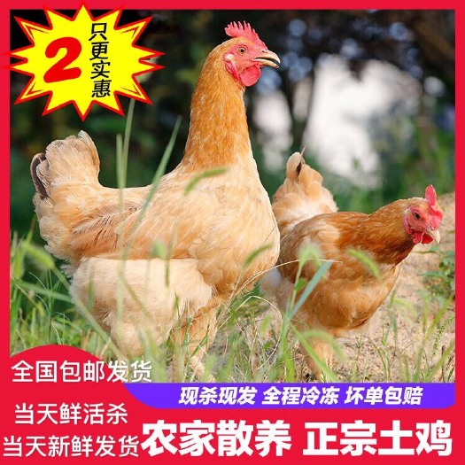 鸡肉类   农家散养土鸡老母鸡农村三黄鸡白条鸡新鲜鸡肉整鸡一整只鸡