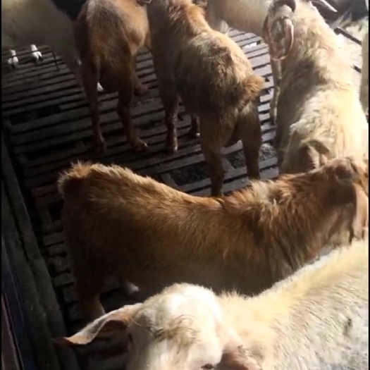 如东县 波杂公羊