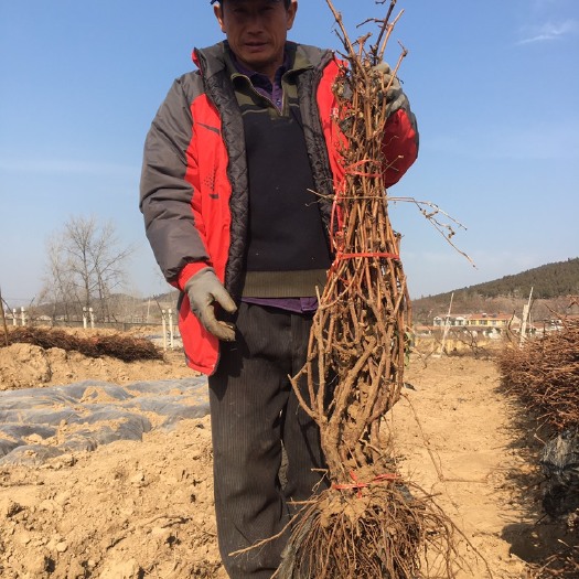 徐州二年占地葡萄苗高枝苗，花卉苗