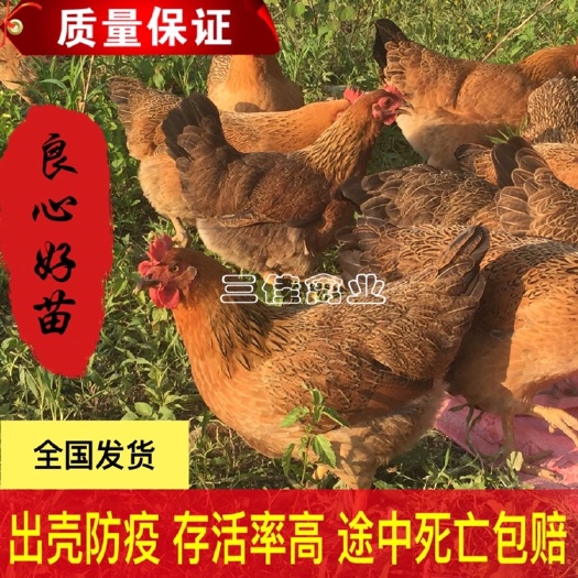 南宁 灵山土鸡苗 桂香鸡苗   土1.5土2 出壳苗