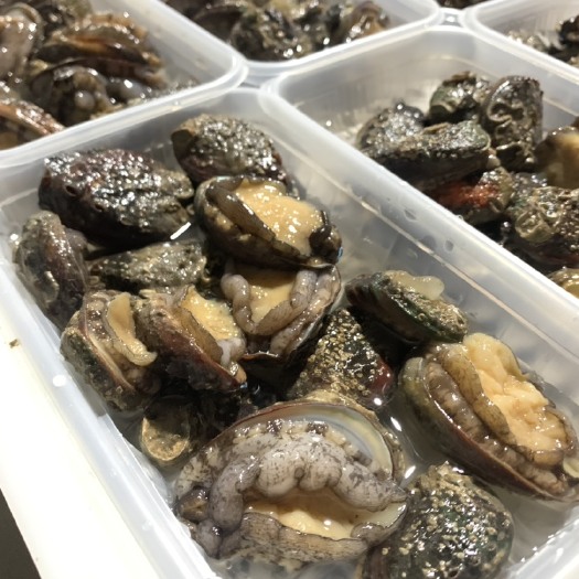 东山县九孔鲍  鲍鱼