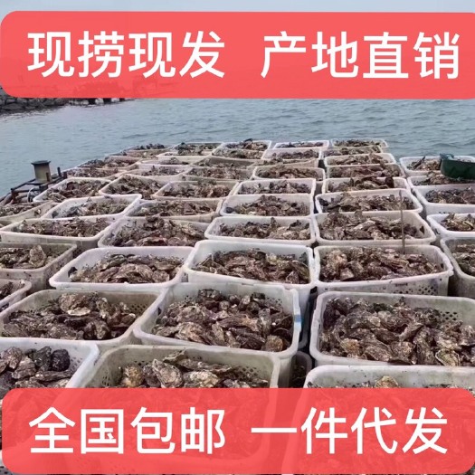 乳山市 乳山牡蛎礼盒装  微商网商零售 批发 代发