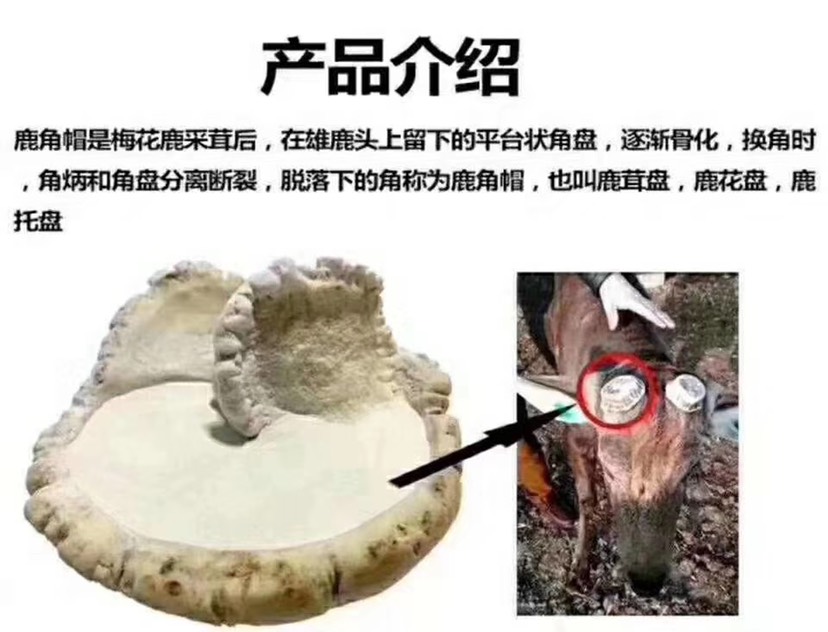 鹿茸  鹿托盘粉 吉林梅 花鹿角帽 鹿角帽粉 鹿托盘打粉