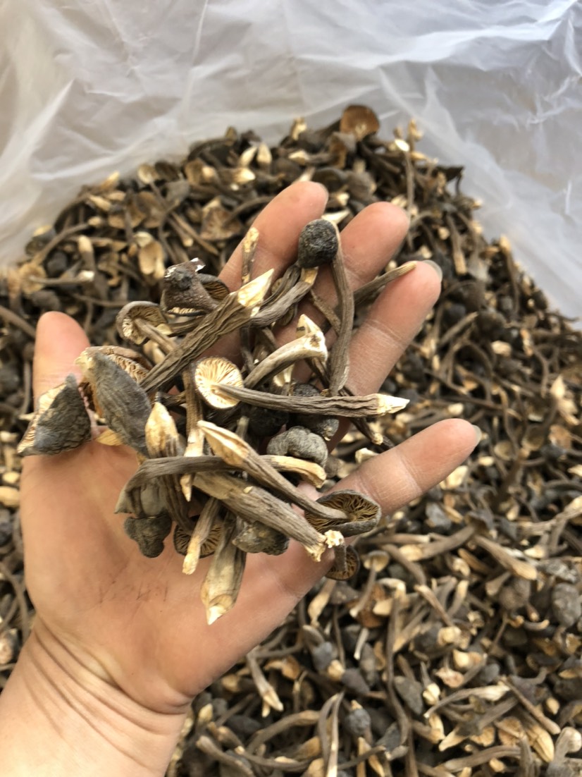 昆明 黑皮鸡枞菌 食用菌批发零售