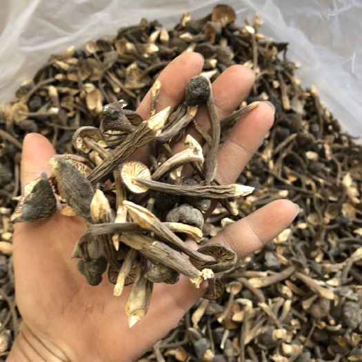 昆明 黑皮鸡枞菌 食用菌批发零售