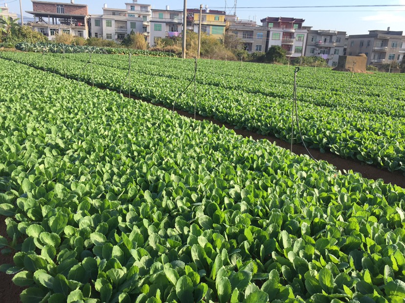 包菜苗  宝绿甘蓝上市（福建省更优惠）