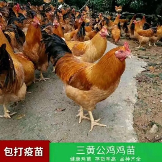 南宁固始鸡苗 大三黄