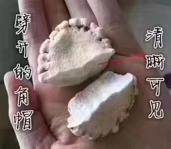 鹿茸  鹿托盘粉 吉林梅 花鹿角帽 鹿角帽粉 鹿托盘打粉
