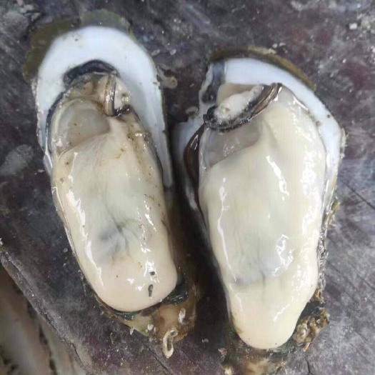 珠海台山蚝 批发零售台山咸水蚝，程村本地蚝，欢迎订购
