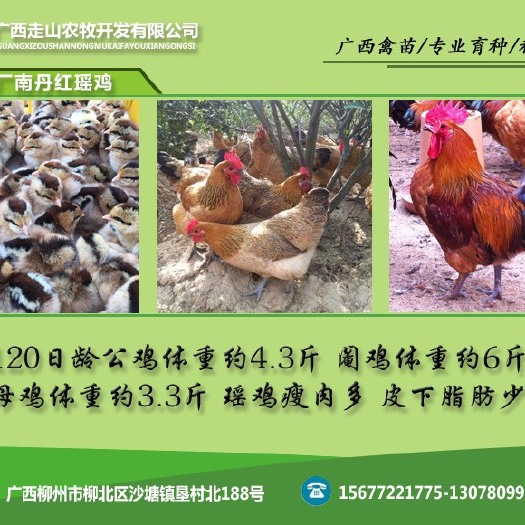 柳州瑶鸡苗 南丹红瑶母出壳苗  黑脚黄毛 皮下无油