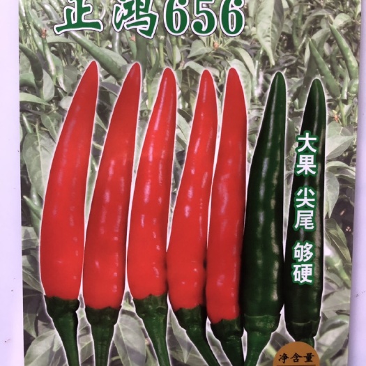 平远县正鸿656泰系朝天椒种子 大果型 硬度好 尖尾