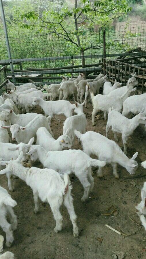 富平县萨能奶山羊，羊羔育肥