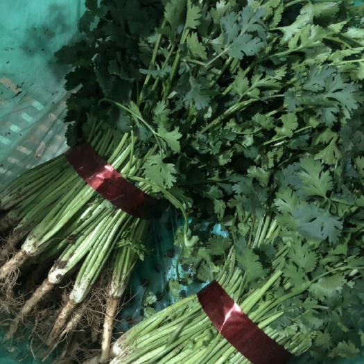 昌乐县铁杆青香菜  30cm左右细棵铁杆香菜，叶片鲜亮，量大从优！