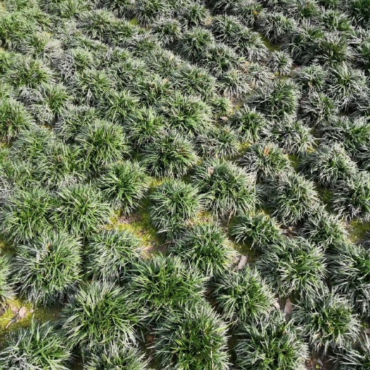 成都 玉龙草