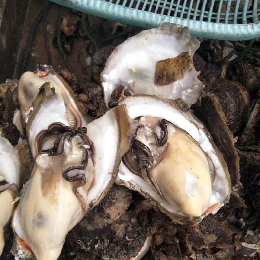 珠海台山蚝 海水 鲜活水产 1