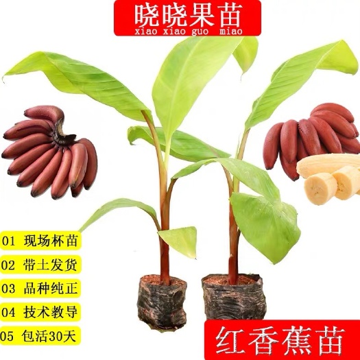 灵山县 香蕉苗红香蕉苗红香蕉树苗带土带叶发货种植9-12个月开始结果