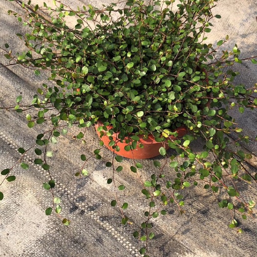 上海 千叶吊兰，薄荷叶，三色堇，长春藤，菜叶草，三叶草，基地直销