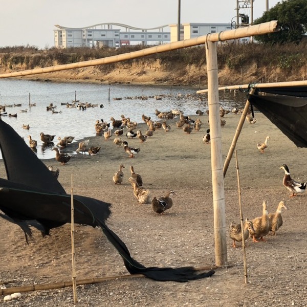  50000淘汰麻鸭