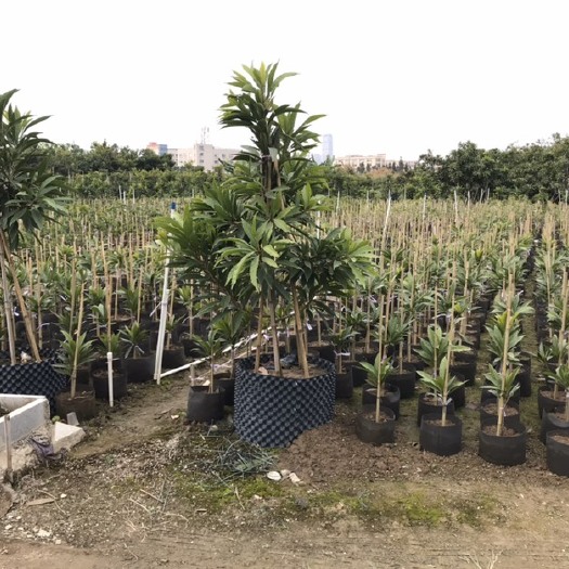 中山市蛋黄果苗 中山小榄盛丰村有着数十年种植果树经验，人心果、蛋黄果、莲雾等