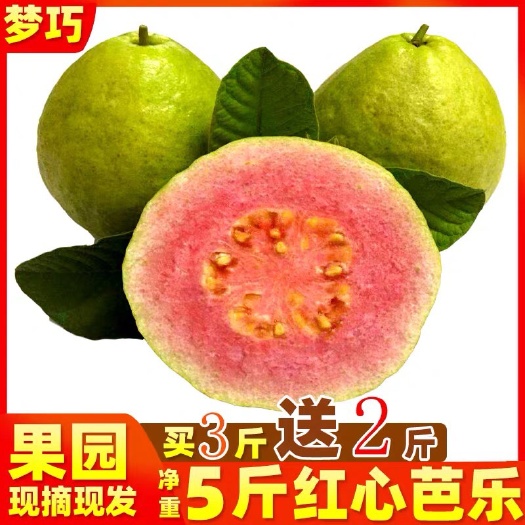 北流市 广西红心芭乐番石榴5斤装果园现摘24小时发货一件代发