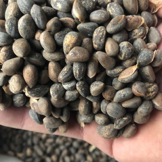 泰安白皮松种子纯新货，产地供应，保证质量