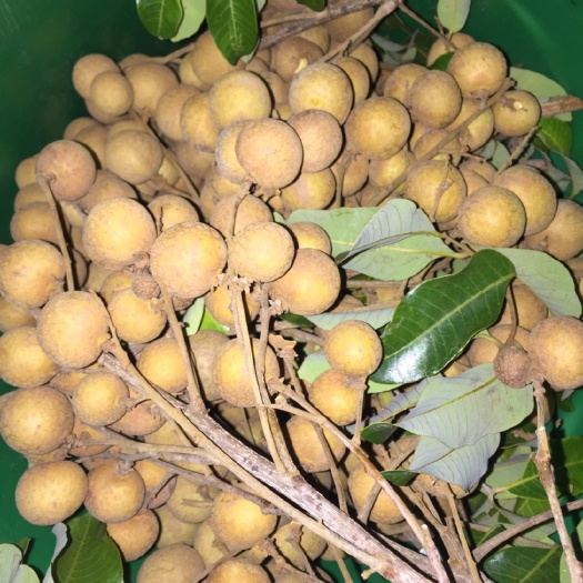 昌江县海南土生土长的热带反季节龙眼