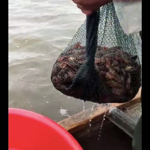 鱼台县小龙虾苗  辽宁省龙虾苗养殖基地（全国种苗供应）（养殖技术指导）