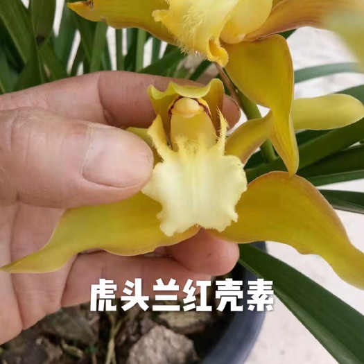 泸州 虎头兰红壳素