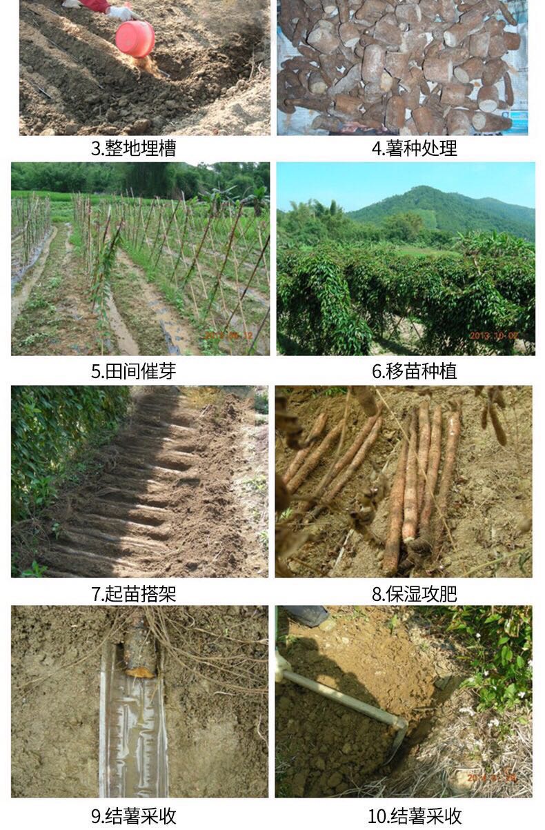 广西特色紫玉淮山种子优质原种 新鲜紫山药豆种苗紫色山药零余