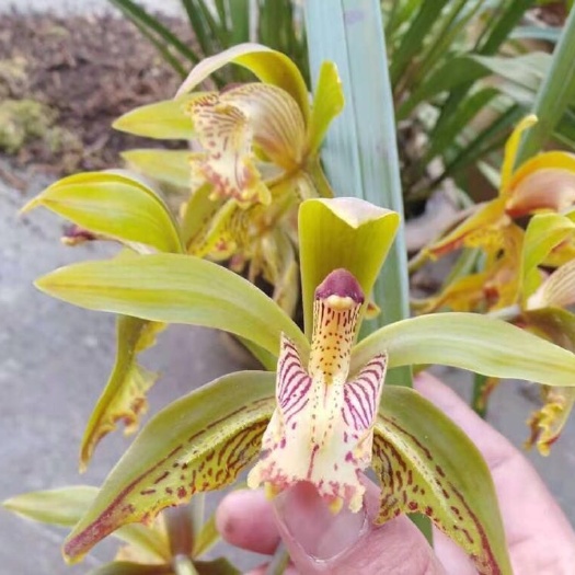 泸州 虎头兰蝶花
