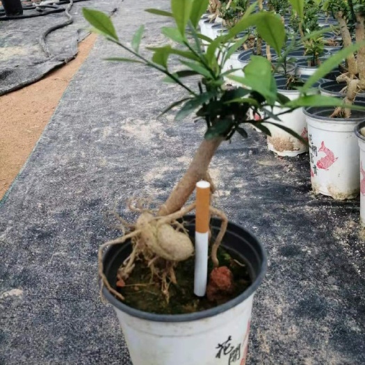 漳平市青金桔苗 提根金豆当年棵挂果，小金桔