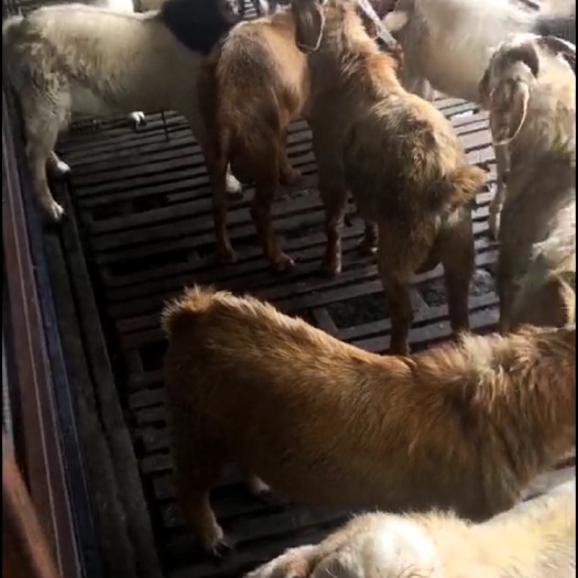 如东县 嫩口羊