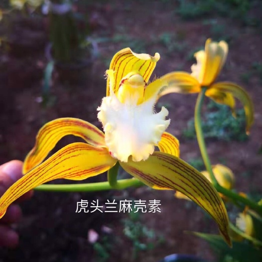 泸州 兰花