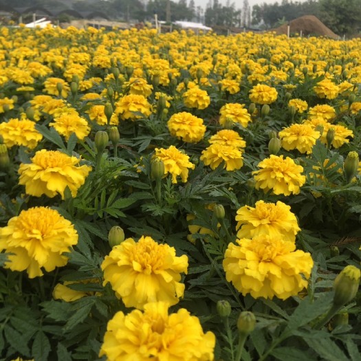 佛山矮牵牛 大量时花 袋苗 泥碳土 价格优惠 年尾市场紧张 请提前预订